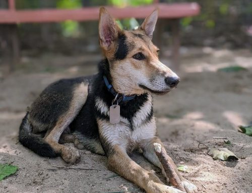 How Dog-Friendly Is Phnom Penh?